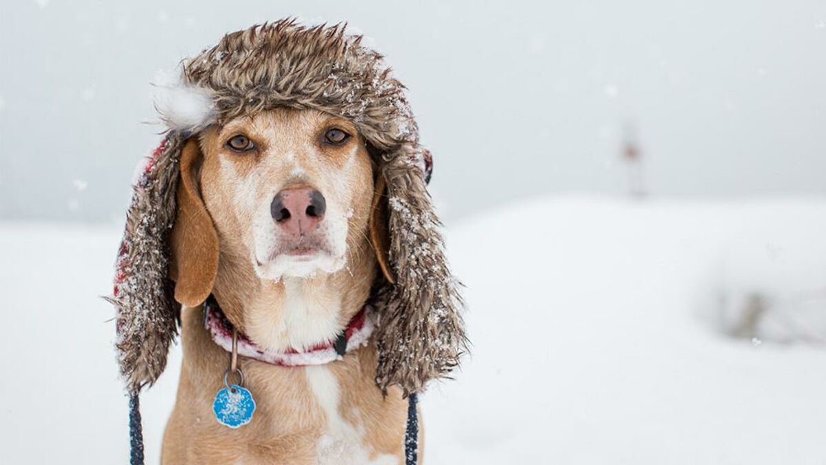 Winter: So schützt du deinen Hund im Winter am besten vor Kälte