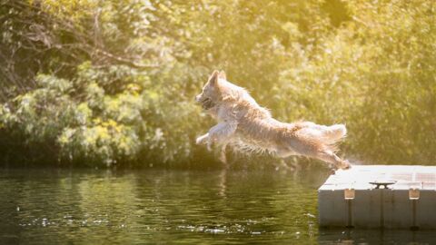 Hund will sich im Teich erfrischen, doch dort lauert eine überraschende Gefahr