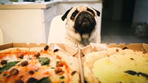 Hunde auf Pizzakarton: Pizzeria unterstützt Tierheim auf originelle Weise