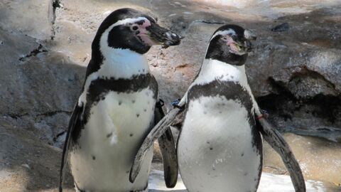 Neuseeland: Zwei Pinguine brechen in Sushi Shop ein und treiben ihr Unwesen