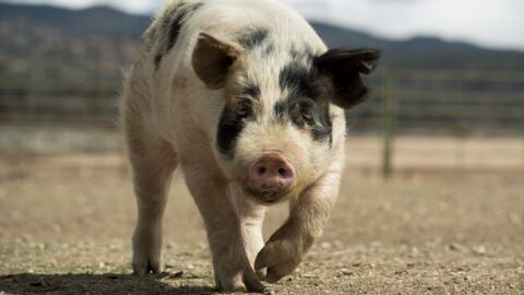 4.000 Dollar: Das Hobby von diesem Schwein bringt mächtig Kohle