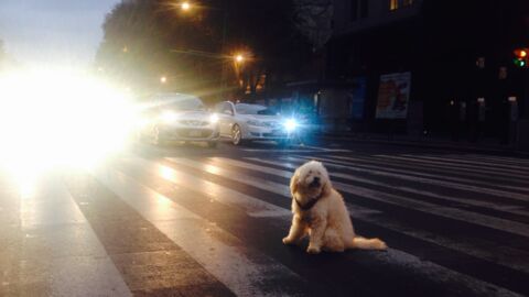 An vielbefahrener Straße: Hund rührt sich seit über 80 Tagen nicht vom Fleck