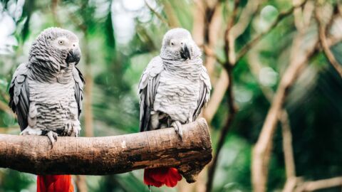 Schlagfertiges Wortgefecht: 5 Papageien bringen Zoo in peinliche Situation
