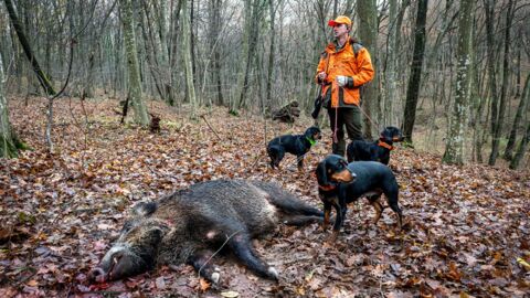 Jäger erlegt Wildschwein: Als er es aufschneidet, erlebt er sein blaues Wunder