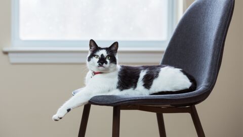 Game of Thrones mal anders: Dickköpfige Katze beansprucht neuen Stuhl für sich allein