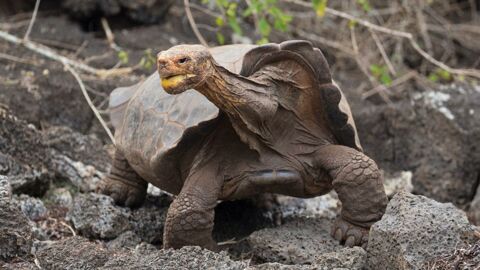 Nahezu im Alleingang: Sexuell aktive Schildkröte Diego rettet ganze Spezies vor dem Aussterben