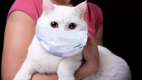 Ausnahmefall: Erste Katze hat sich bei Besitzerin mit COVID-19 infiziert