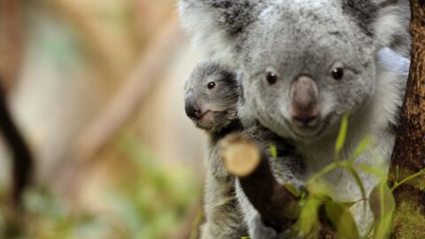 Sensation aus "Down Under": Erstes Koalababy seit den Buschbränden geboren