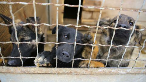 Endlich: Erste Provinzen in Kambodscha verbieten Verzehr von Hundefleisch