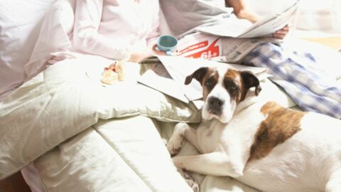 Ihr lasst euren Hund in eurem Bett schlafen? Dann begeht ihr womöglich einen schweren Fehler!