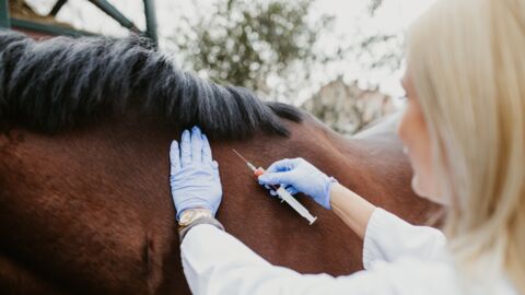 Corona-Behandlung: Jetzt werden Pferde zu Forschungszwecken eingesetzt