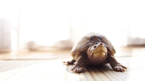 Schildkröten in Massen in Haus auf Madagaskar entdeckt