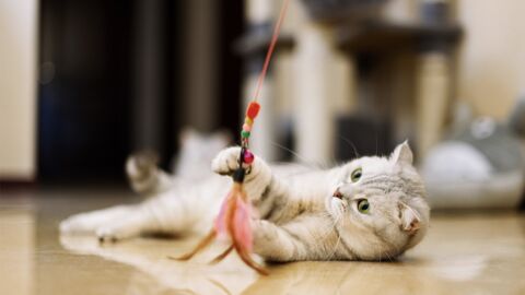 Katzenspielzeug: Diese fünf Gegenstände sind für eure Katze gefährlich