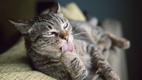 Aus diesem Grund haben Katzen eine raue Zunge