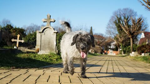 Hund besucht 11 Jahre lang das Grab seines Herrchens: Doch dann nimmt die Geschichte eine traurige Wendung