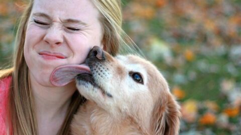 Aus diesem Grund schleckt dir dein Hund das Gesicht ab und was du dabei unbedingt beachten musst