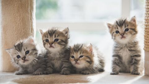 Mit diesen 10 Tipps leben Katzenbabys sich perfekt im neuen Zuhause ein