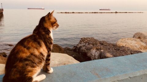 Katze starrt jeden Tag aufs Meer: Der Grund begeistert die Zuschauer