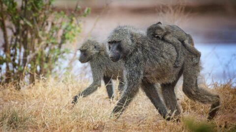 Affe hilft schutzlosem Welpen: Dann passiert das Undenkbare