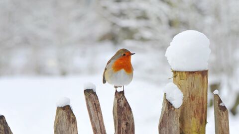 So bringt ihr die Tiere in eurem Garten gut durch den Winter