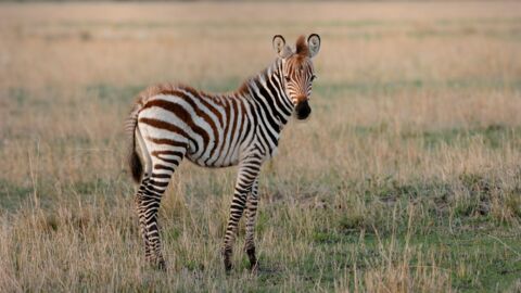 Verwaistes Baby-Zebra: Tierschützer haben besondere Idee, um es aufzupäppeln