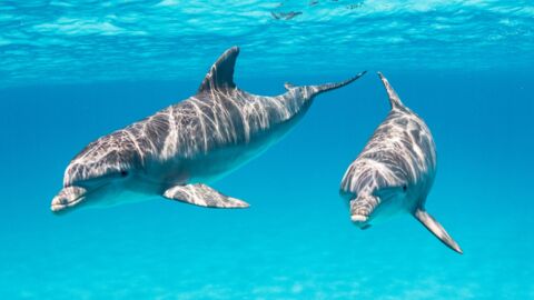Das sind die 15 schlauesten Tiere der Welt