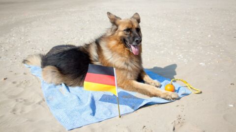 "Sitz!", "Platz!" und "Aus!": Deutsche Hunde-Kommandos im Trend