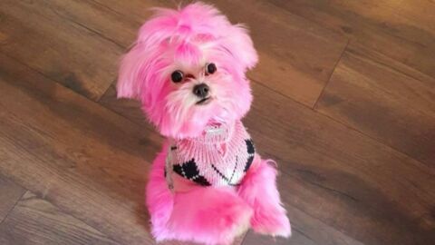 Frau färbt ihren Hund pink: Nicht nur Tierfreunde entsetzt!