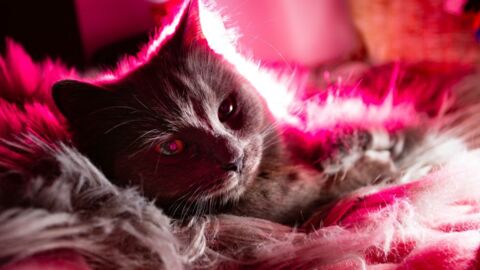 Schnurrendes Chamäleon: Warum Katzen die Fellfarbe wechseln