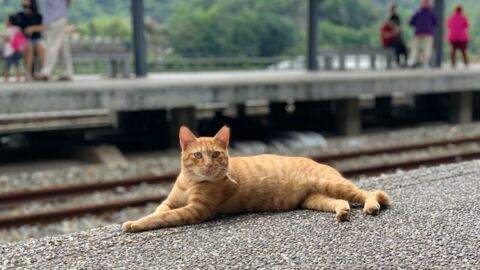 "Cat-astrophe" in London: Katze zwingt Zugreisende zum Aussteigen