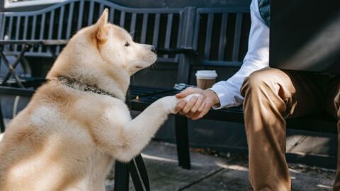 Achtung fremder Hund: Diese 3 Fehler solltest du nicht machen