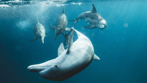 Erstaunliches Tierreich: 17 Dinge über Tiere, die du sicherlich noch nicht wusstest
