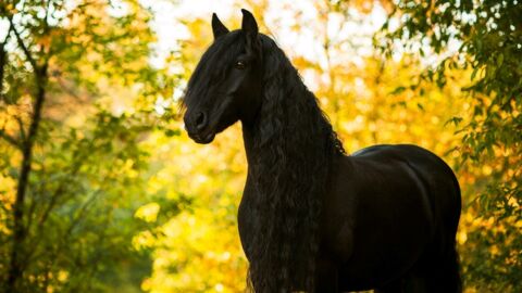 Diese 5 Pferderassen sind die schönsten Pferde der Welt