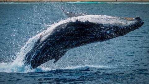 Dieser Wal hat einen Schatz im Wert von 1,5 Millionen Dollar im Bauch