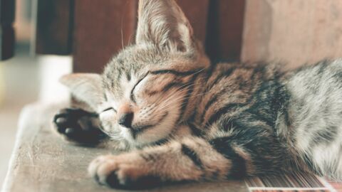 Verwahrloste, kranke Katze mit ganz besonderem Gesichtsausdruck wird von Haustier gesund gepflegt