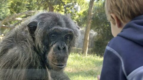 Belgien: Zoo beendet Beziehung zwischen Besucherin und Schimpansen