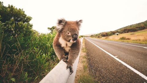 Vom Aussterben bedrohte Art: Das musst du über den Koala wissen