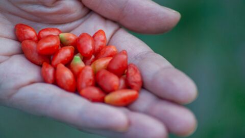 Goji, Löwenzahn & Co.: Diese Pflanzen und Beeren sind wahre medizinische Wundermittel