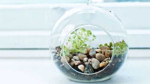 Terrarien: 15 kreative Ideen für Mini-Terrarien