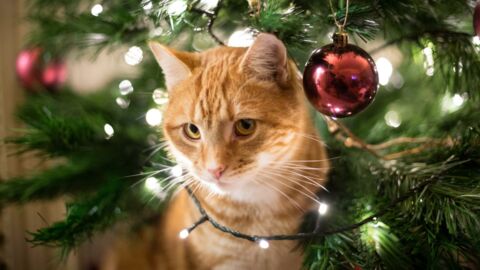 Gefahren in Weihnachtsdeko: So macht ihr eurer Zuhause katzensicher