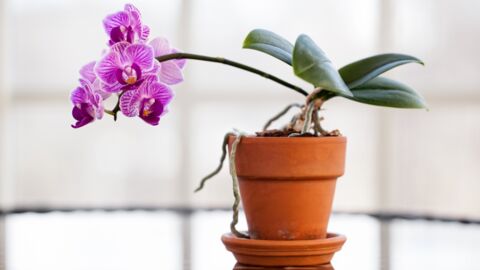 Mit diesem einfachen Trick hältst du deine Orchideen länger schön