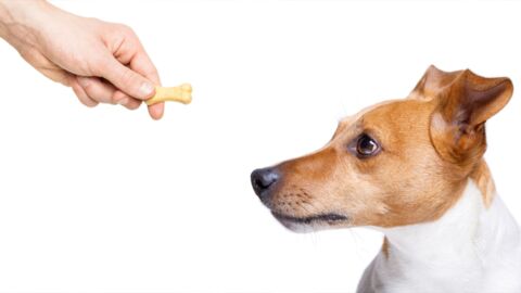 Forscher offenbart: Hunde wissen ganz genau, wenn ein Mensch böse ist