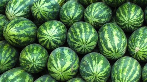 Krebserregendes Mittel: So erkennst du, ob eine Melone mit Forchlorfenuron behandelt ist