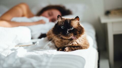 Kuscheltiger zu Hause? Deshalb sollte deine Katze jetzt nicht mit dir im Bett schlafen