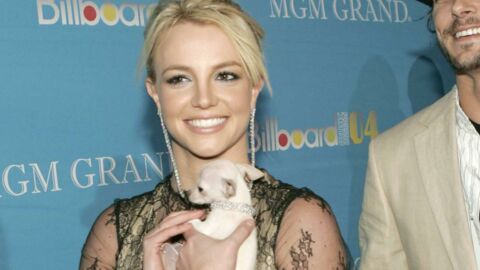 Haushälterin beschuldigt Britney Spears: Ihre Hunde sollen ausgetrocknet gewesen sein!