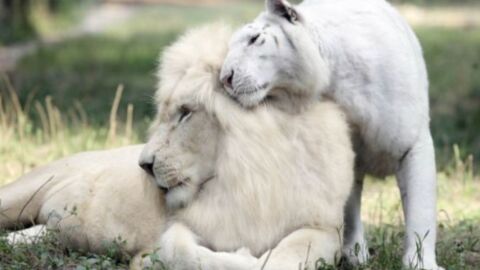 Weißer Löwe und weiße Tigerin haben zuckersüße Babys zusammen