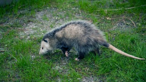 Neuseeländische Studentin von Opossum "als Geisel" genommen