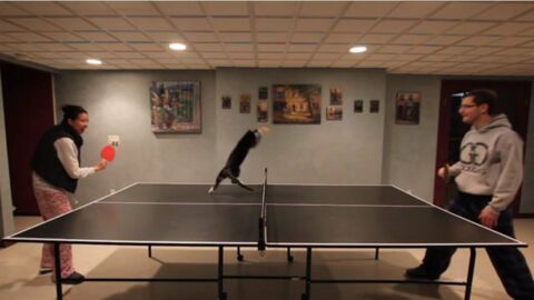 Insolite : Un chat joue au ping-pong avec ses maîtres