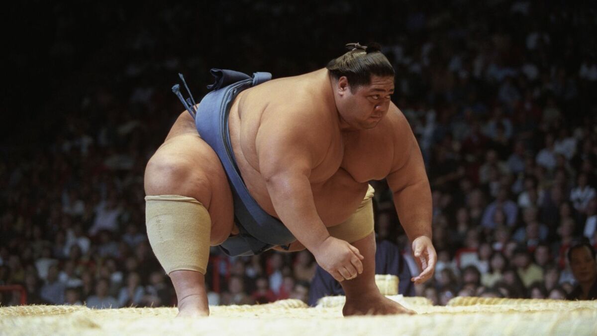 Découvrez Orora Satoshi, le sumotori le plus lourd de l'histoire aux plus  de 700 combats