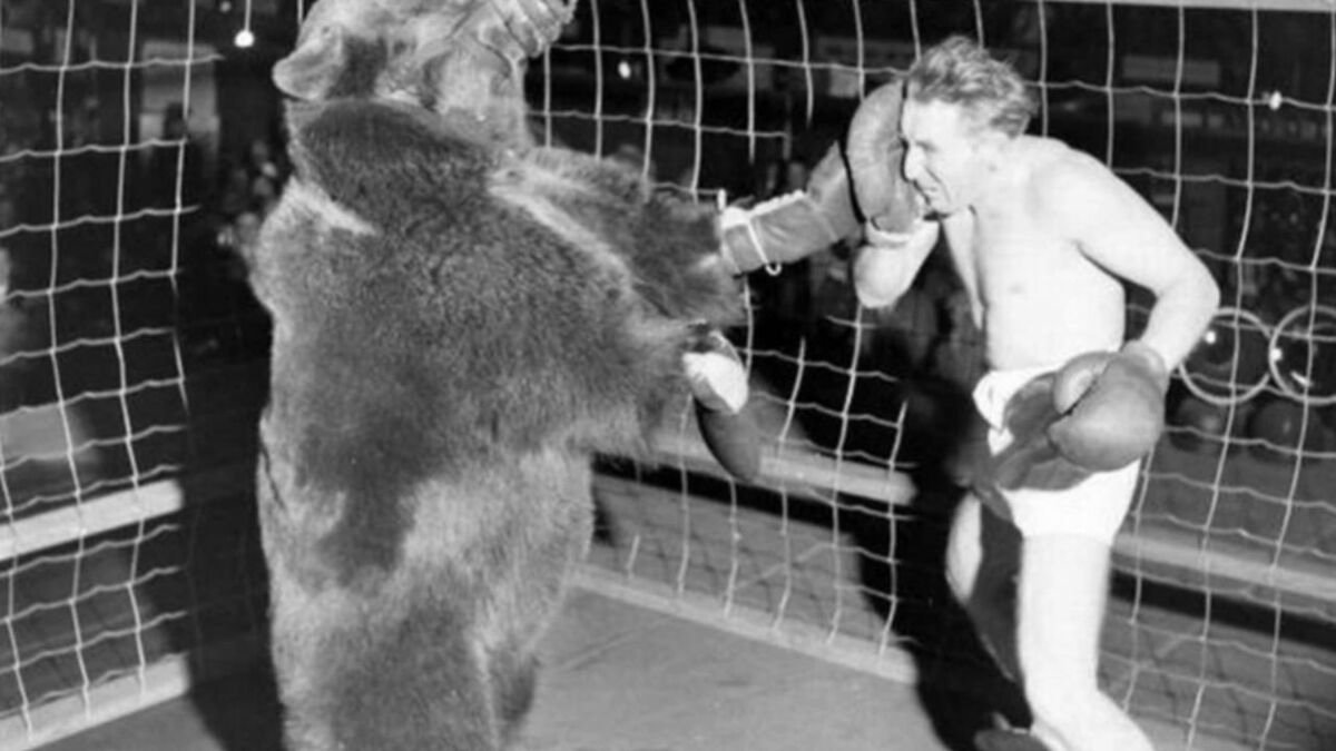 Un boxeur pro contre un ours, le combat controversé qui s'était terminé sur un KO